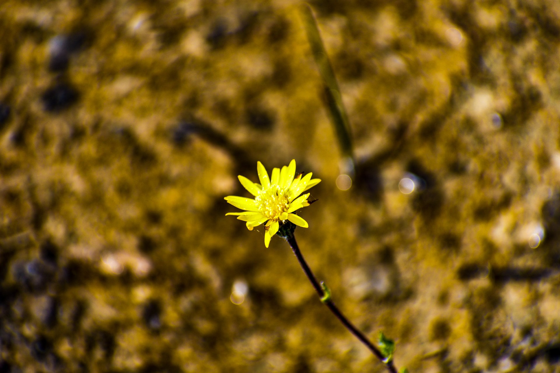 Ds0 0131 01128 27