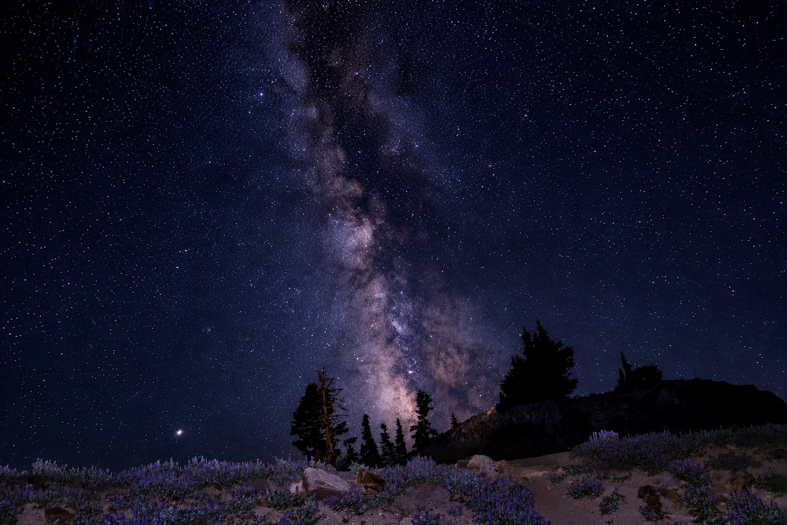 Lavender Nights